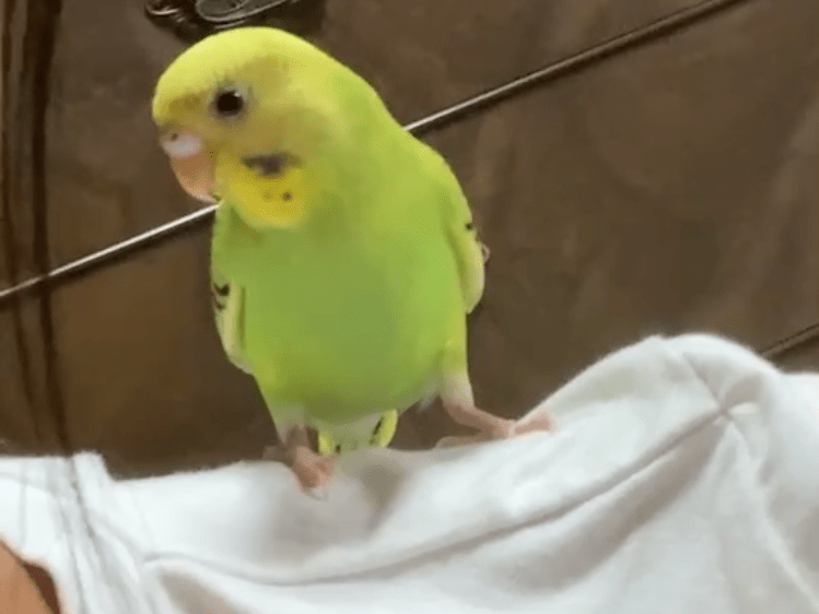 ぴー子ちゃん ぴー子ちゃん