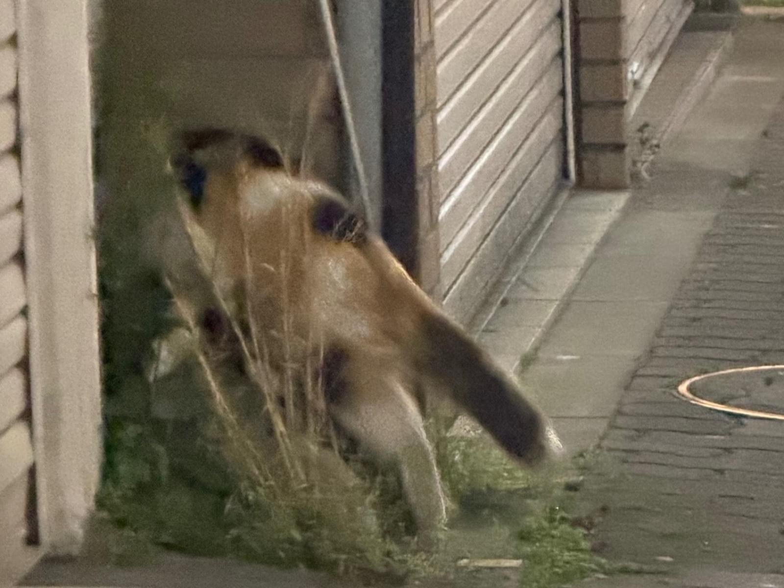 目撃された猫