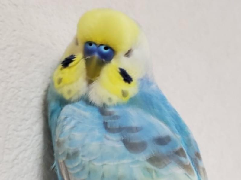 ももちゃん ももちゃん