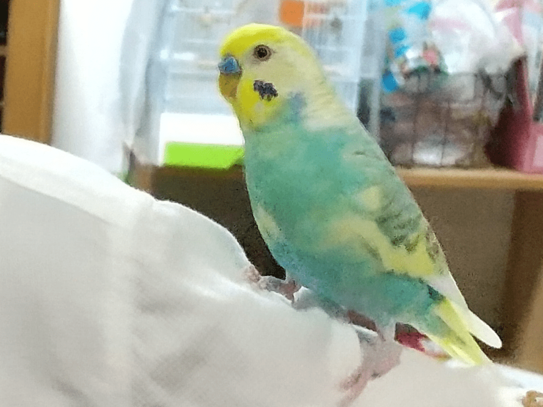 つなちゃん つなちゃん