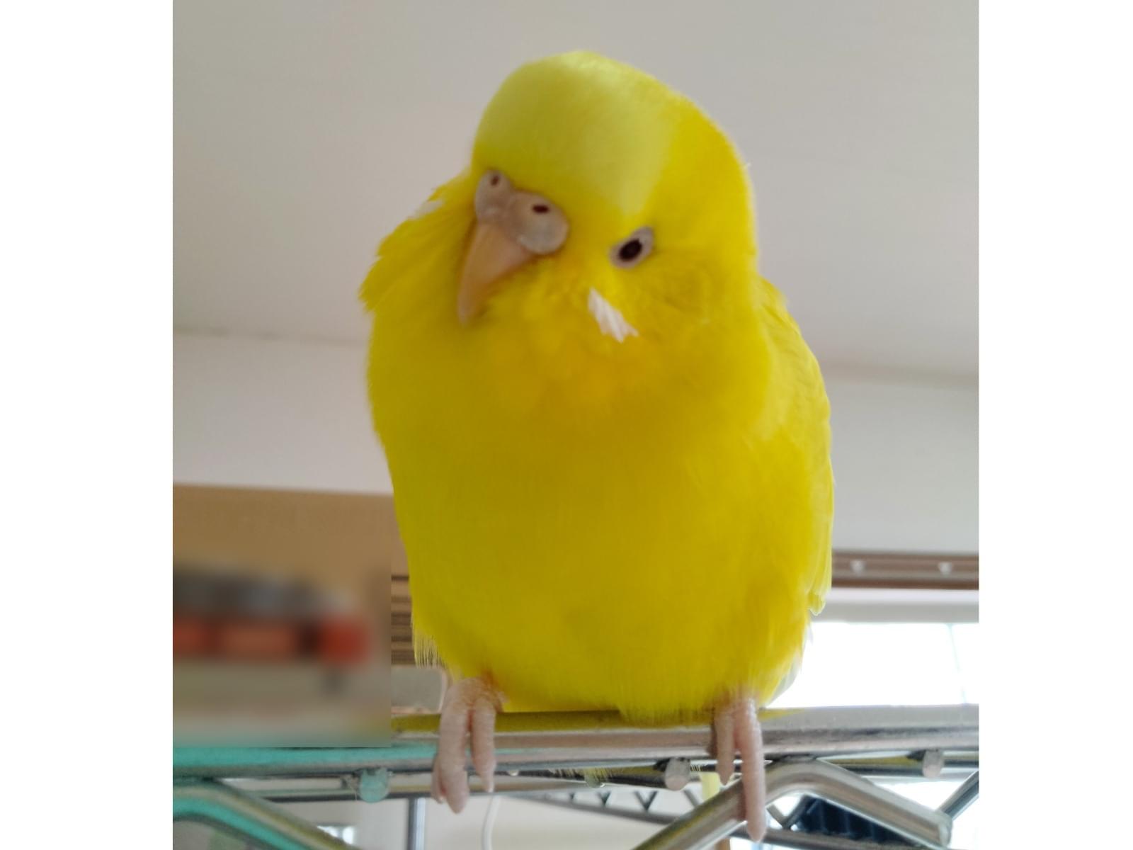 ゆずちゃん ゆずちゃん