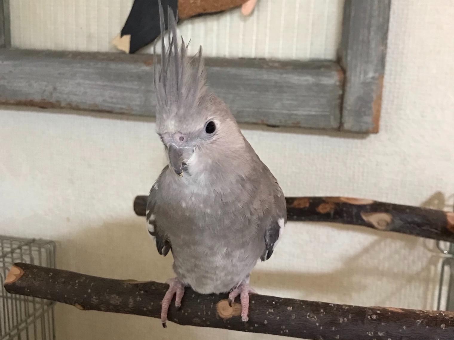 ソウちゃん ソウちゃん