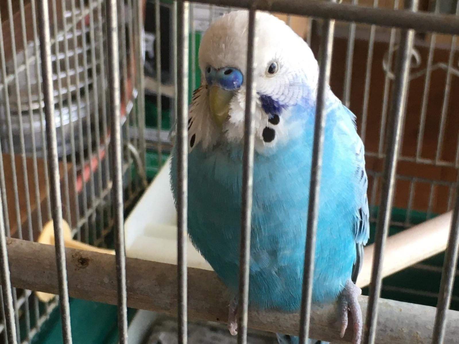 保護された鳥 保護された鳥