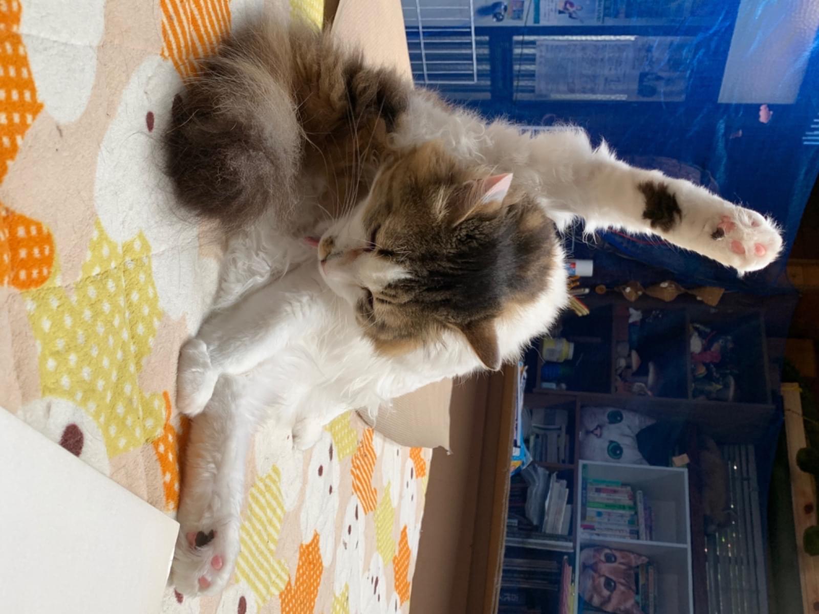 モコモコちゃん モコモコちゃん