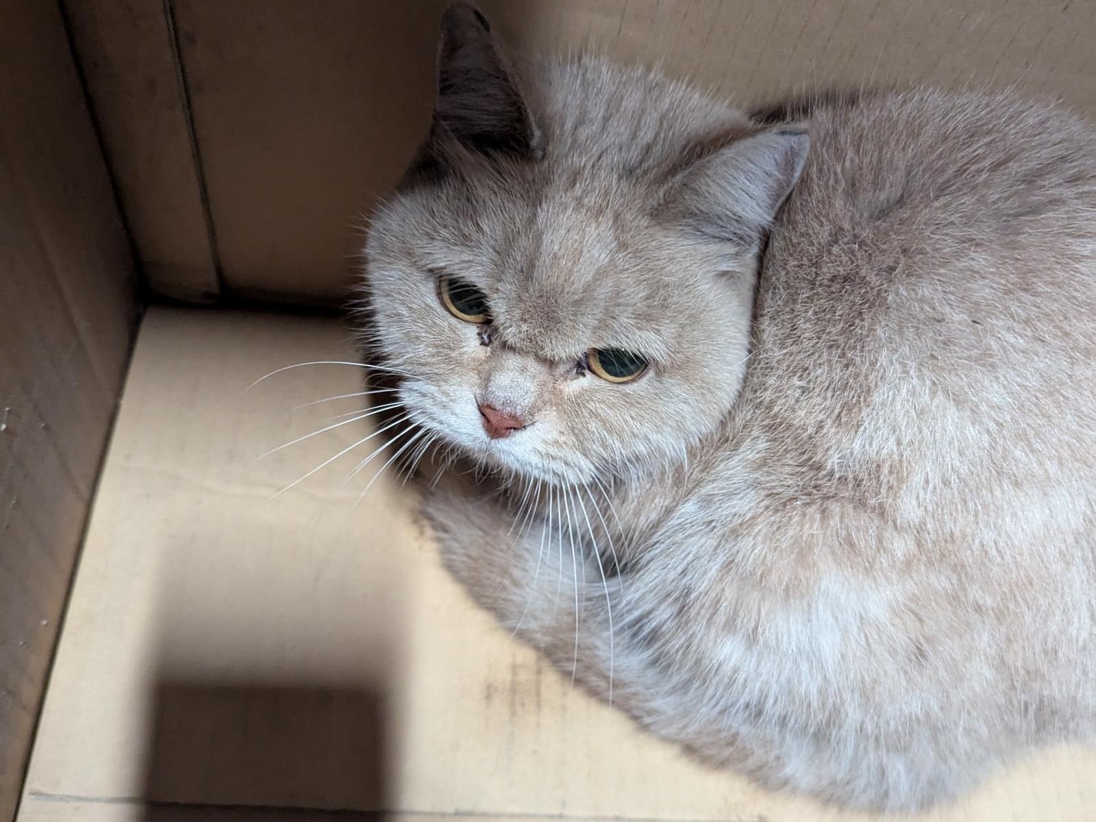 保護された猫 保護された猫