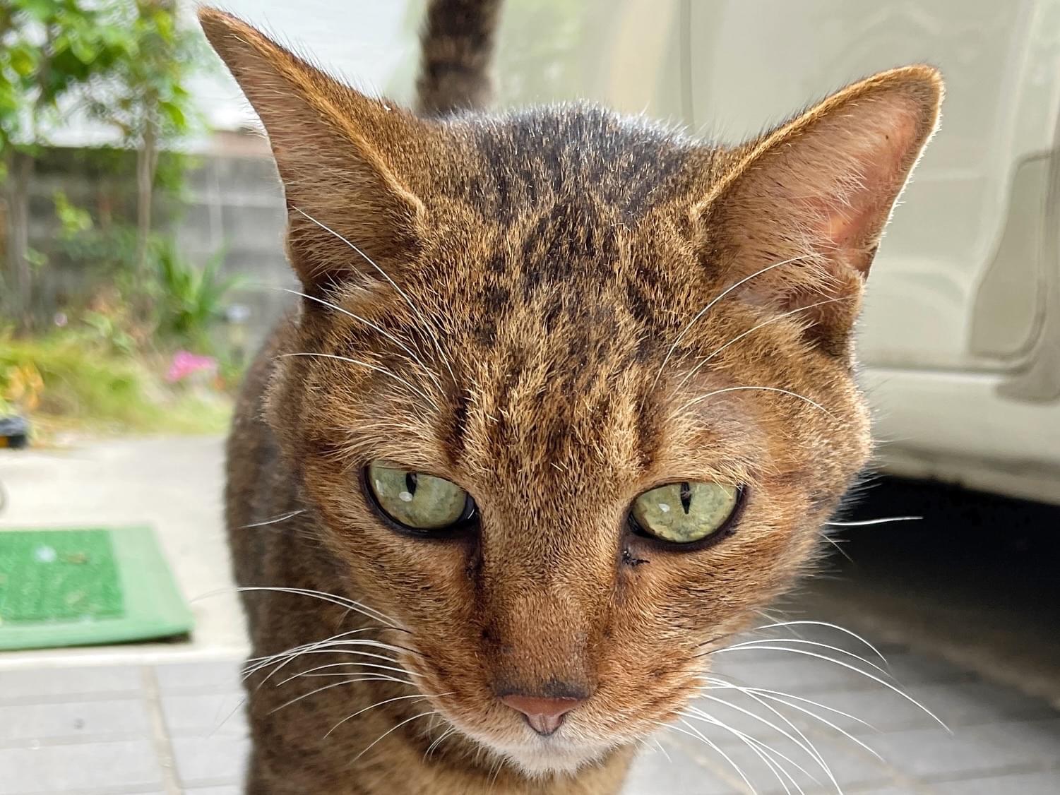 目撃された猫