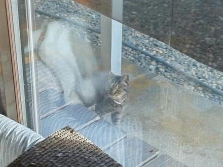 目撃された猫 目撃された猫