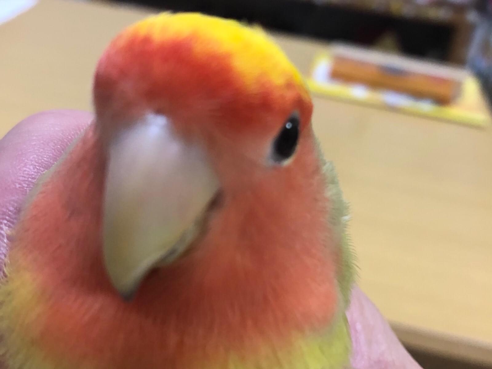 まめちゃん まめちゃん