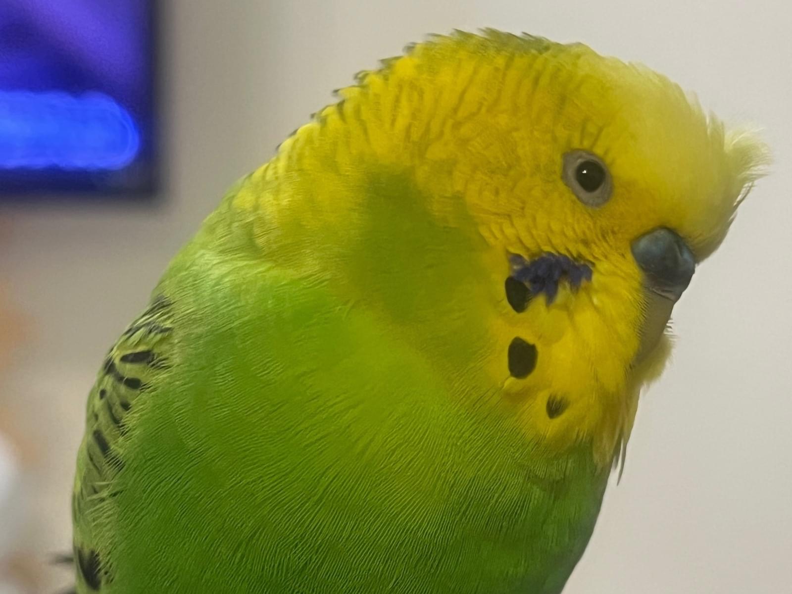 ぴーちゃん ぴーちゃん