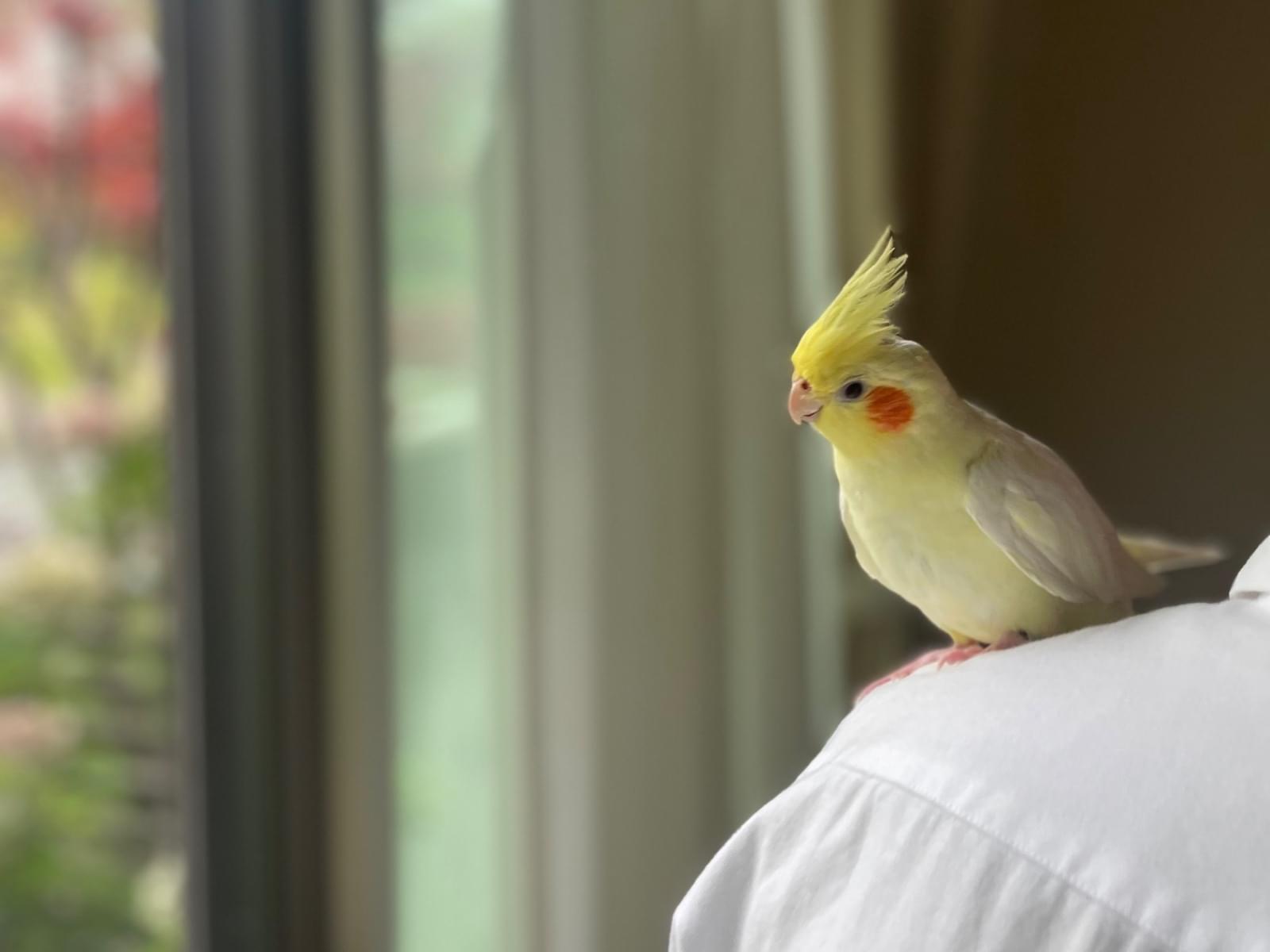 ふくちゃん ふくちゃん