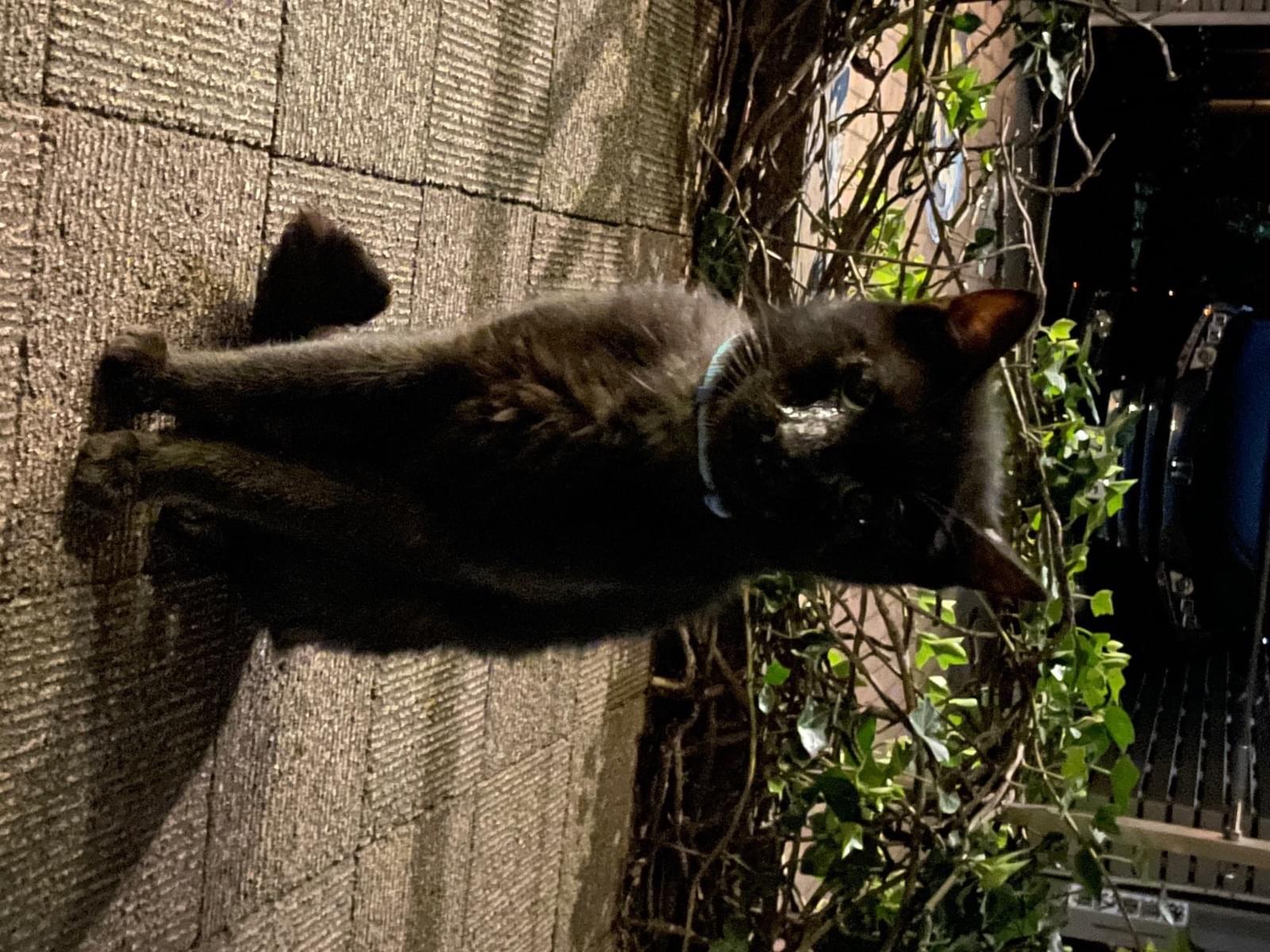 目撃された猫 目撃された猫