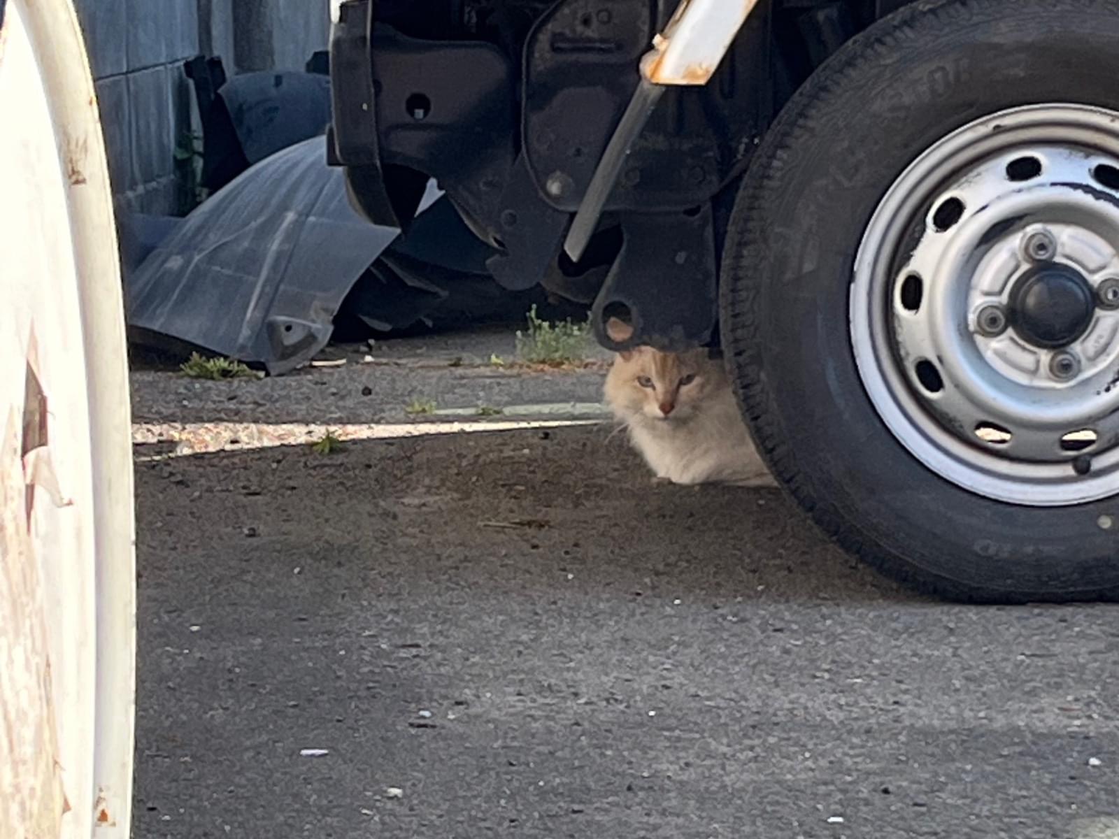 目撃された猫 目撃された猫