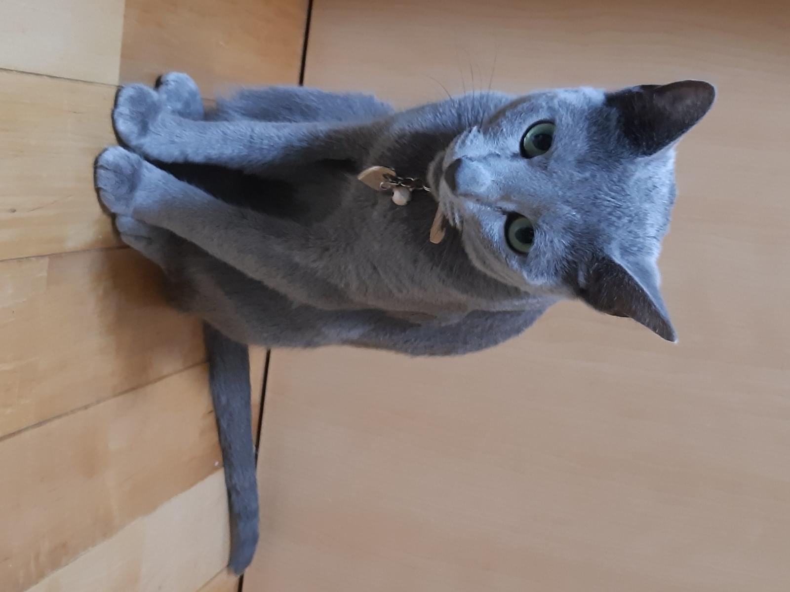 はなちゃん はなちゃん