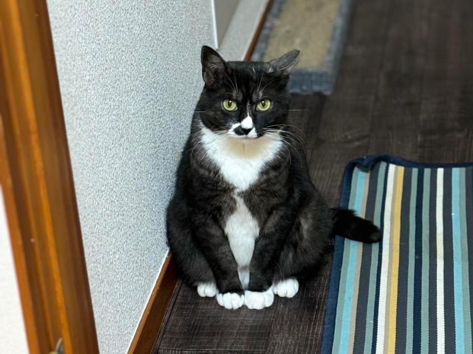 パンダちゃん パンダちゃん