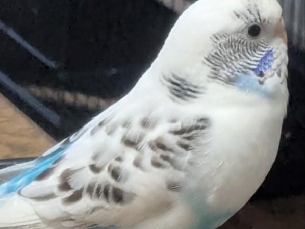 くうちゃん くうちゃん