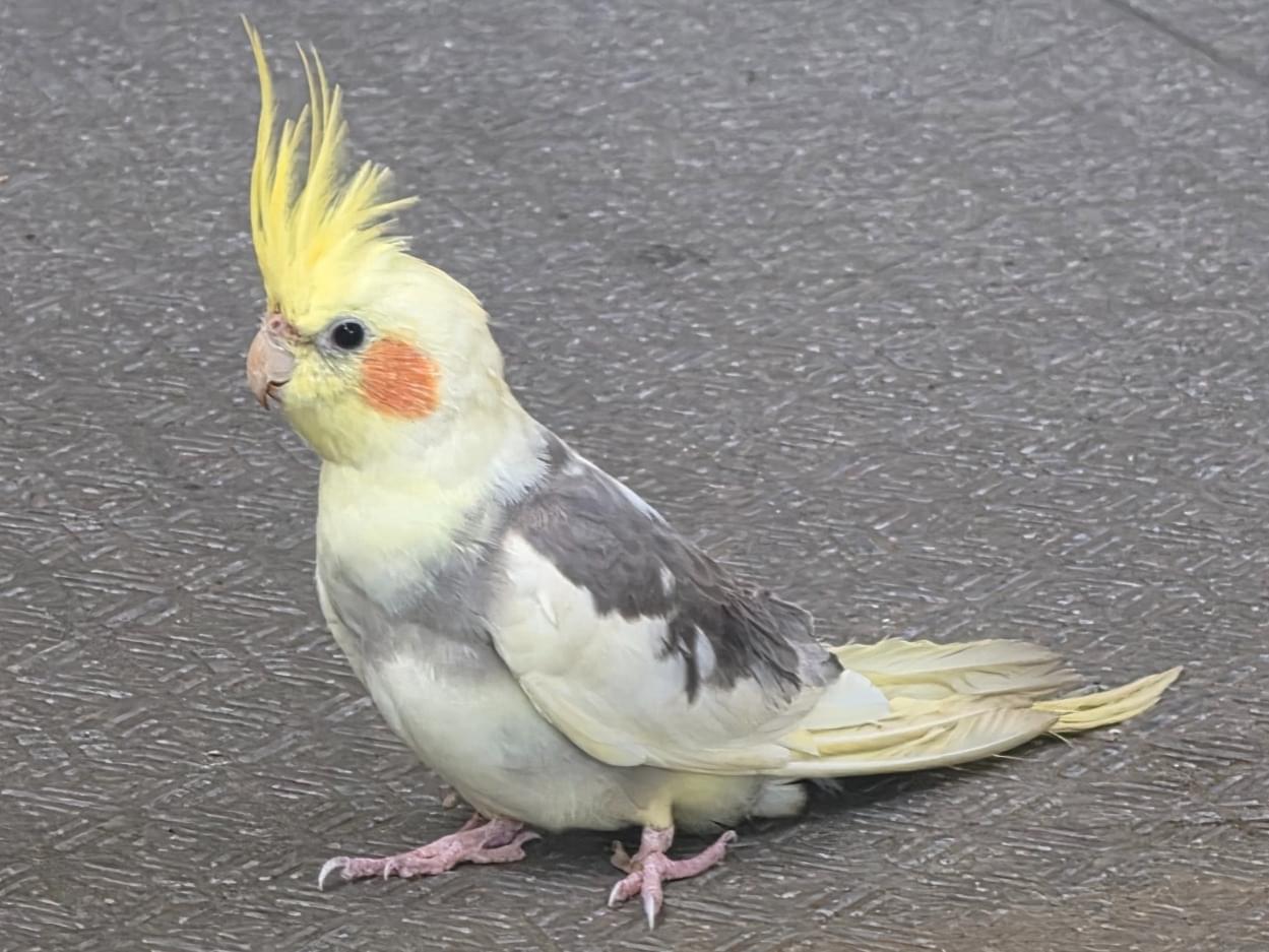 目撃された鳥 目撃された鳥