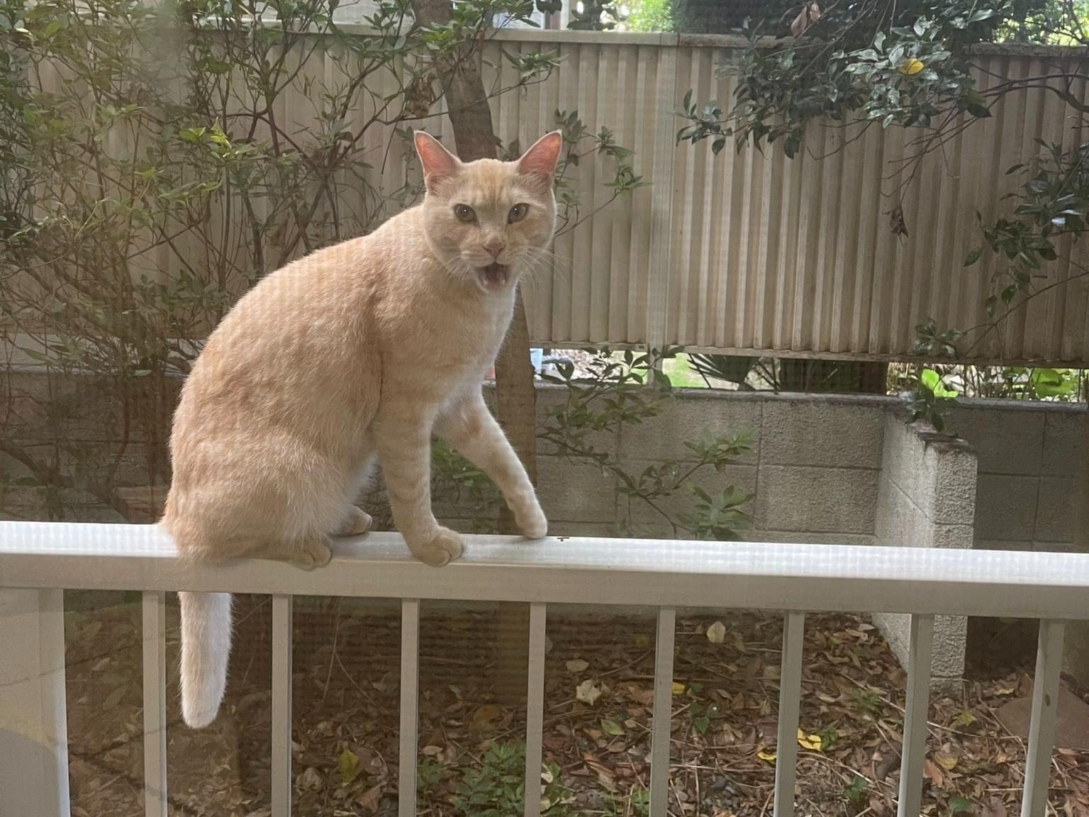 保護された猫 保護された猫