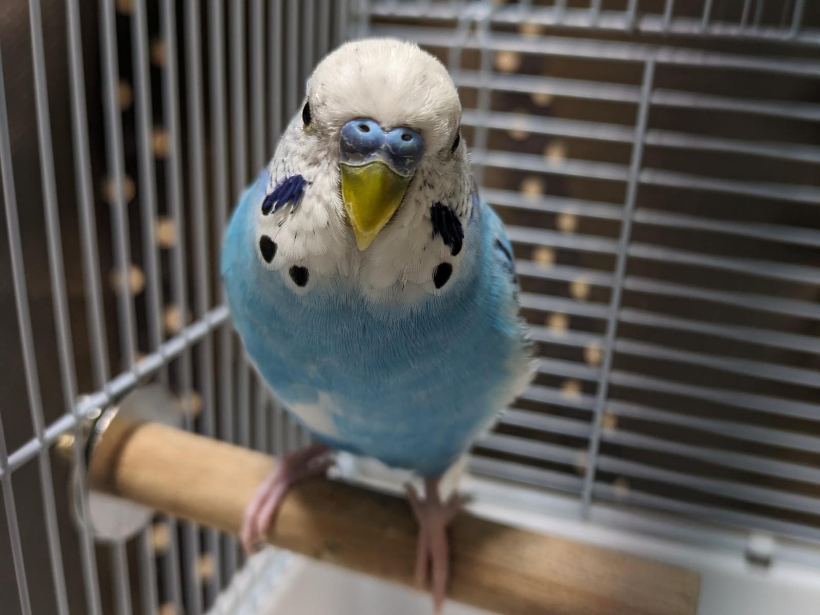 保護された鳥 保護された鳥