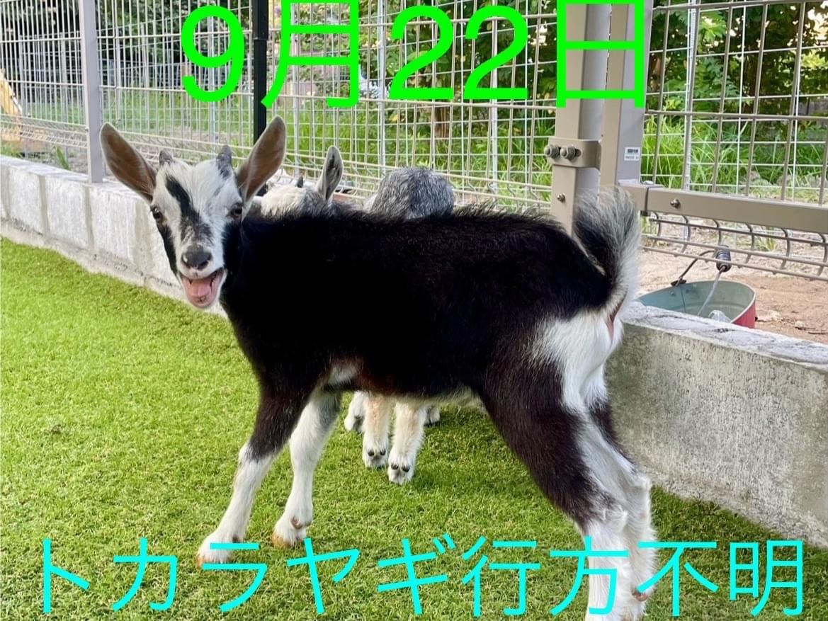 トカラヤギ嵐ちゃん トカラヤギ嵐ちゃん