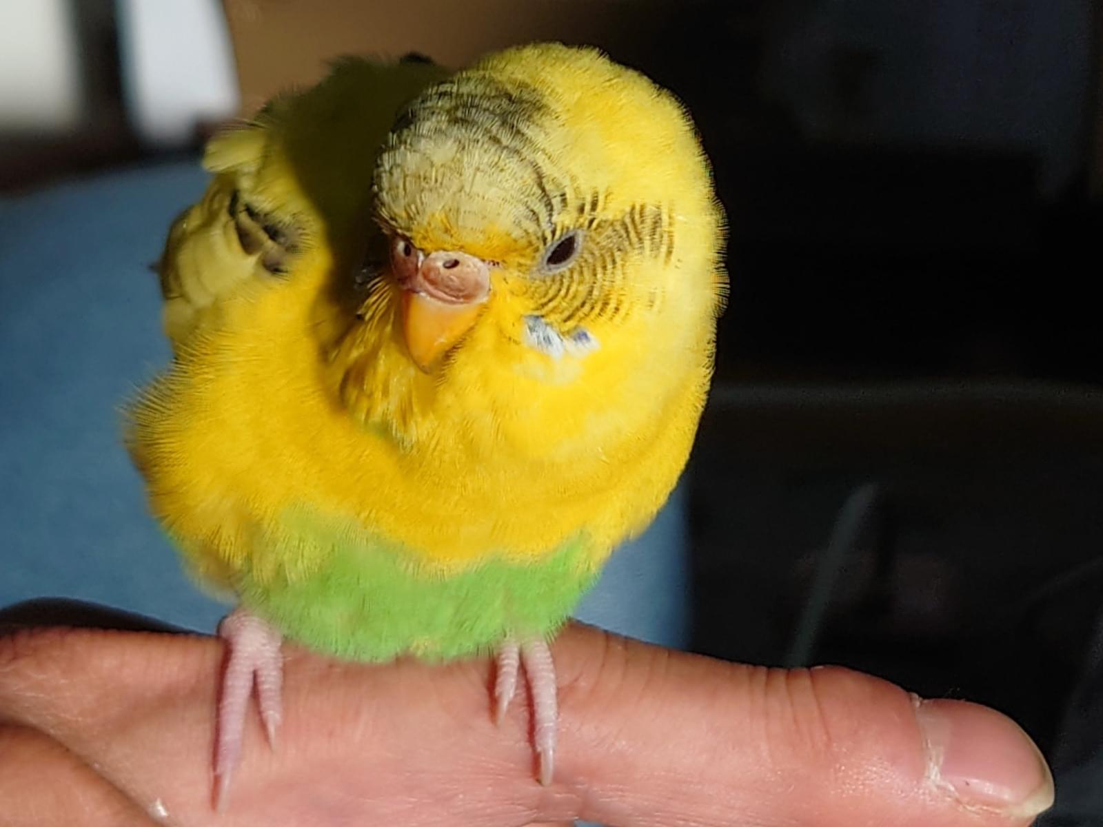 保護された鳥 保護された鳥