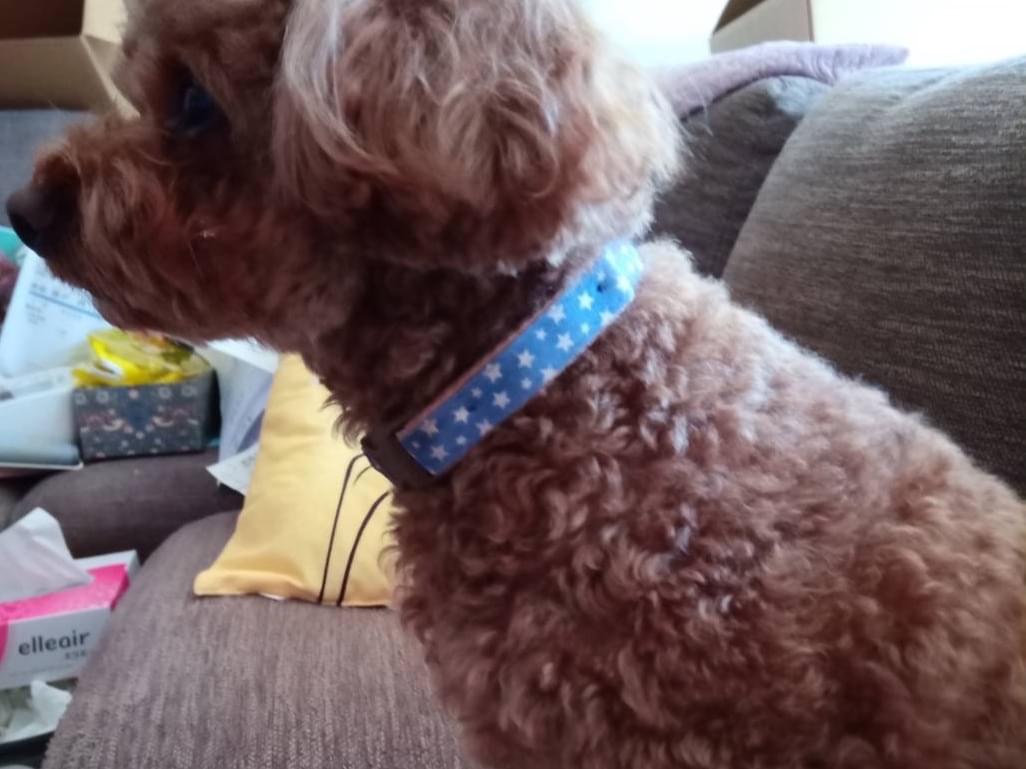 リョクチャちゃん