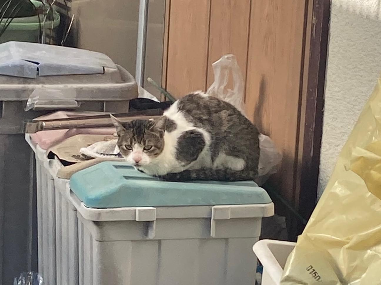 目撃された猫 目撃された猫