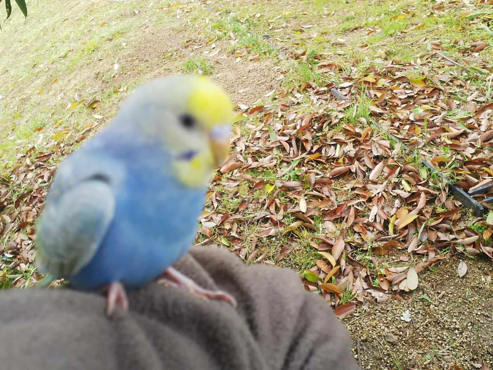 目撃された鳥 目撃された鳥