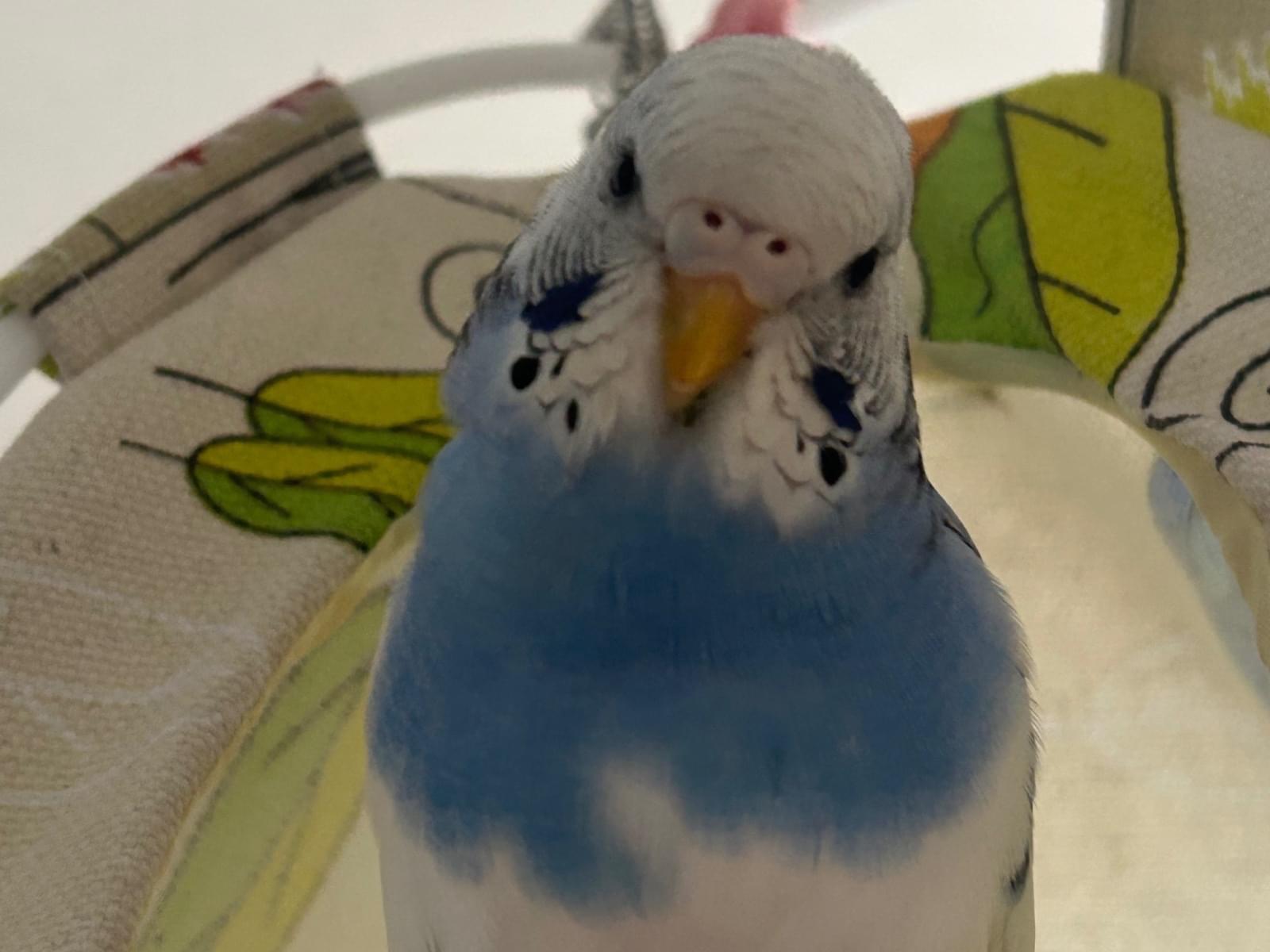 すぴちゃん すぴちゃん