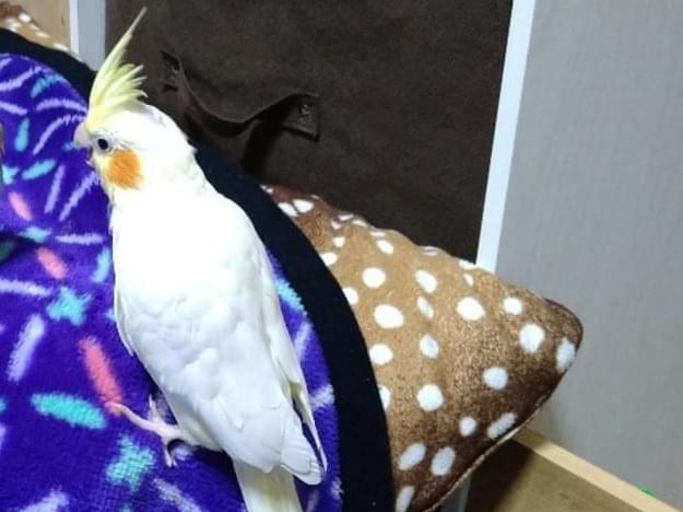 トアちゃん トアちゃん