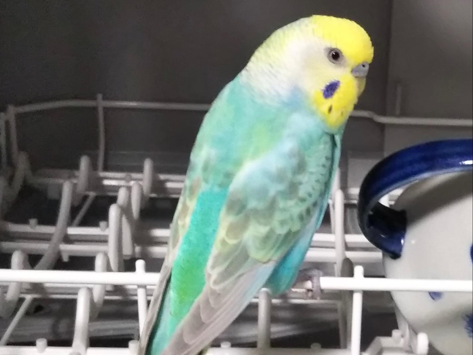 きゅーちゃん きゅーちゃん
