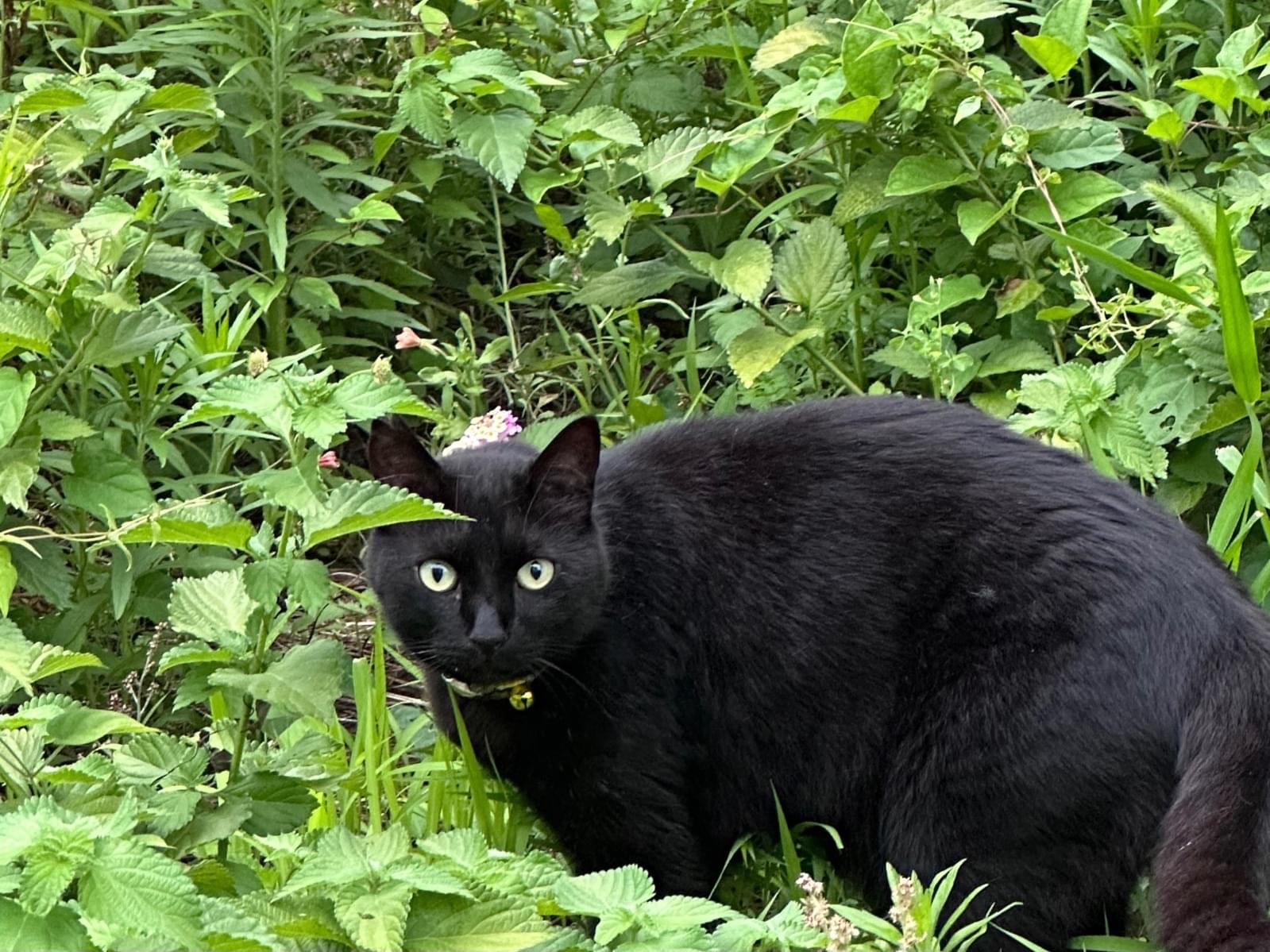 目撃された猫 目撃された猫