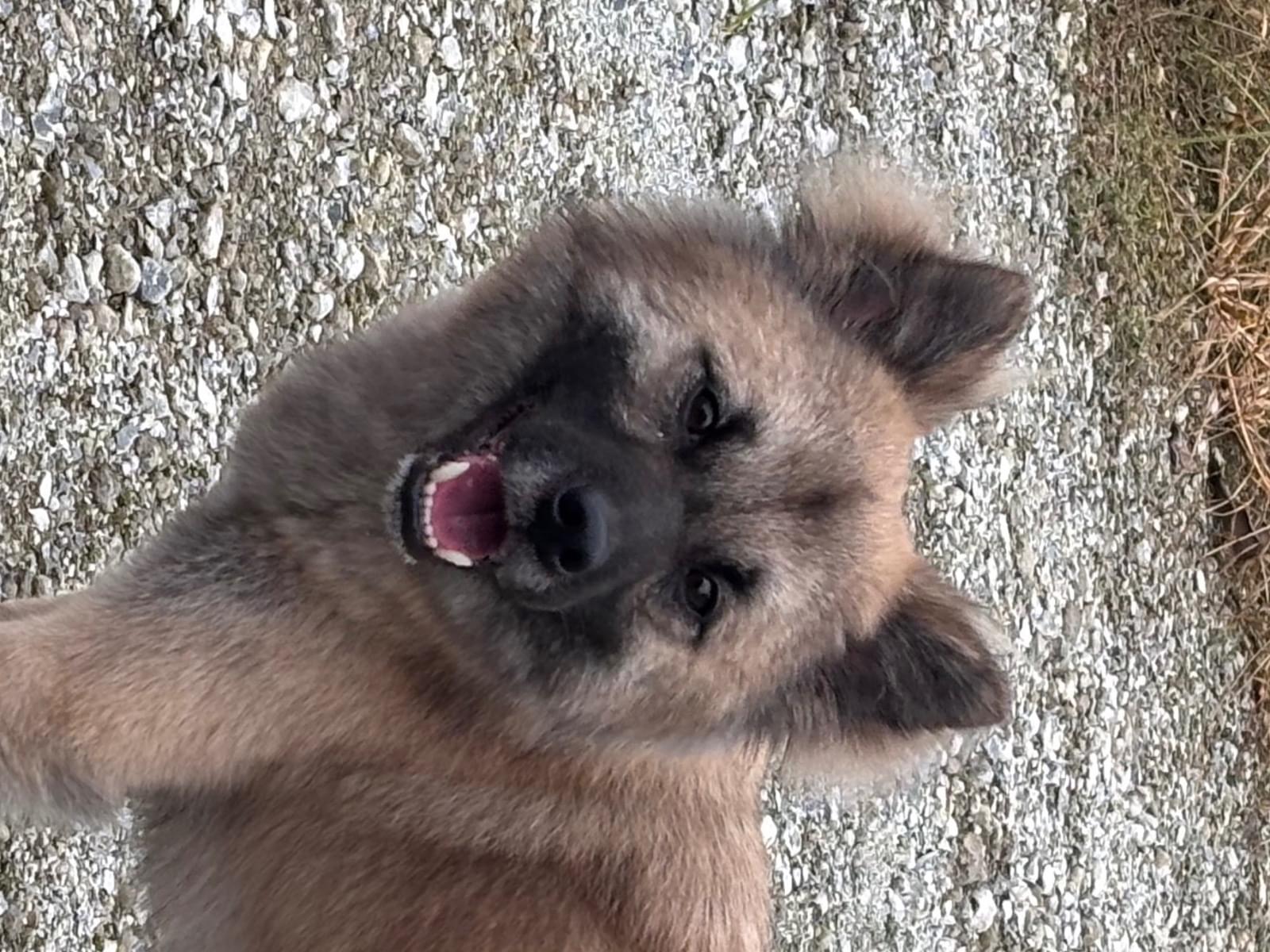 目撃された犬