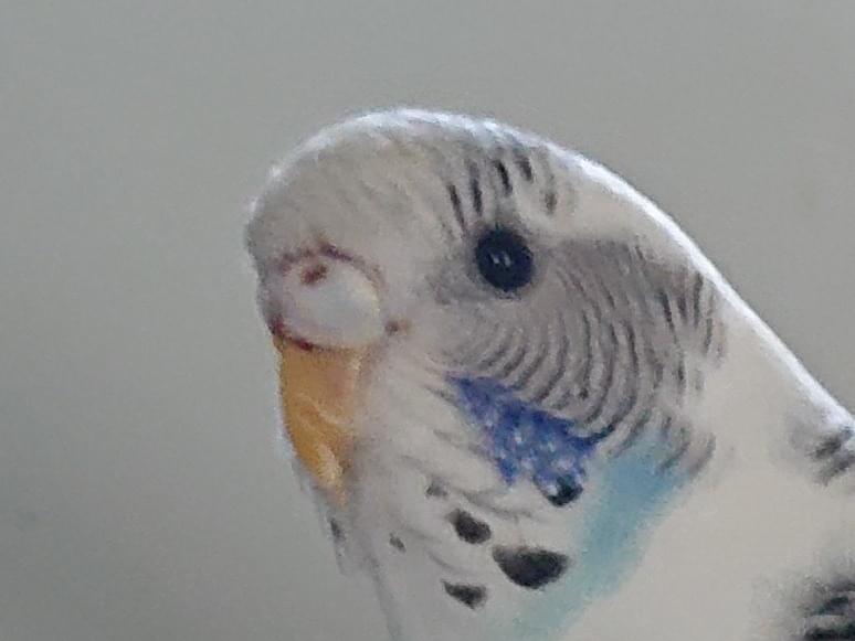 保護された鳥 保護された鳥