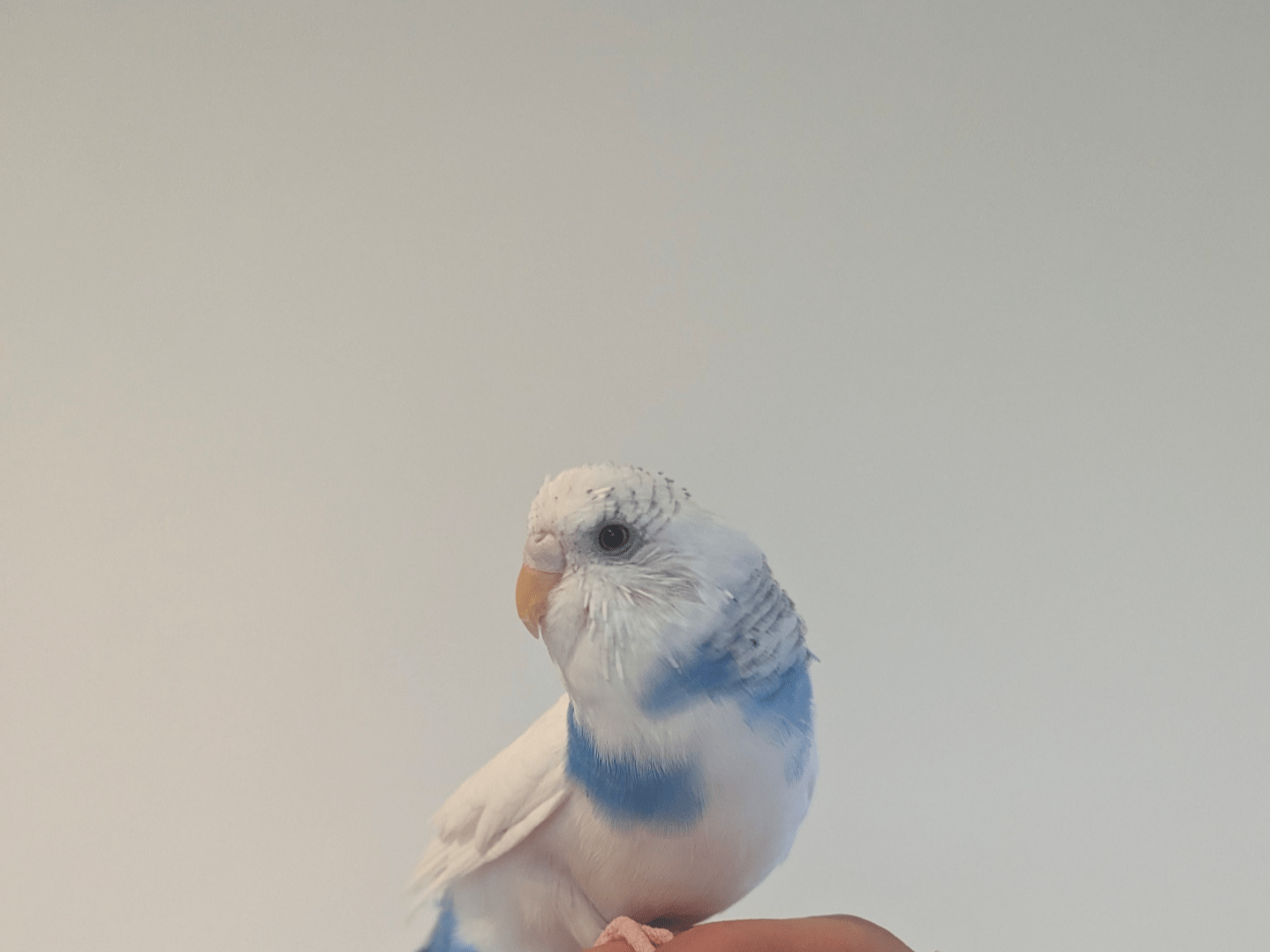 ブルーちゃん ブルーちゃん