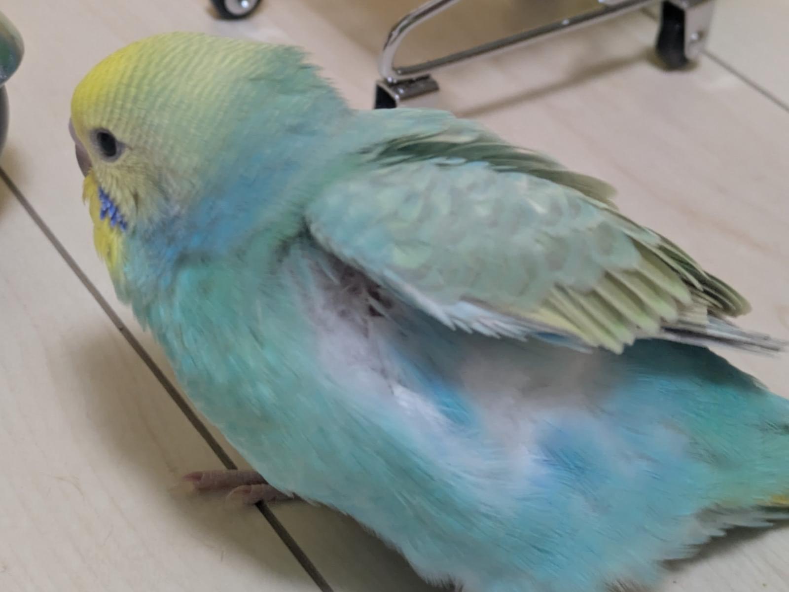 ミントちゃん ミントちゃん