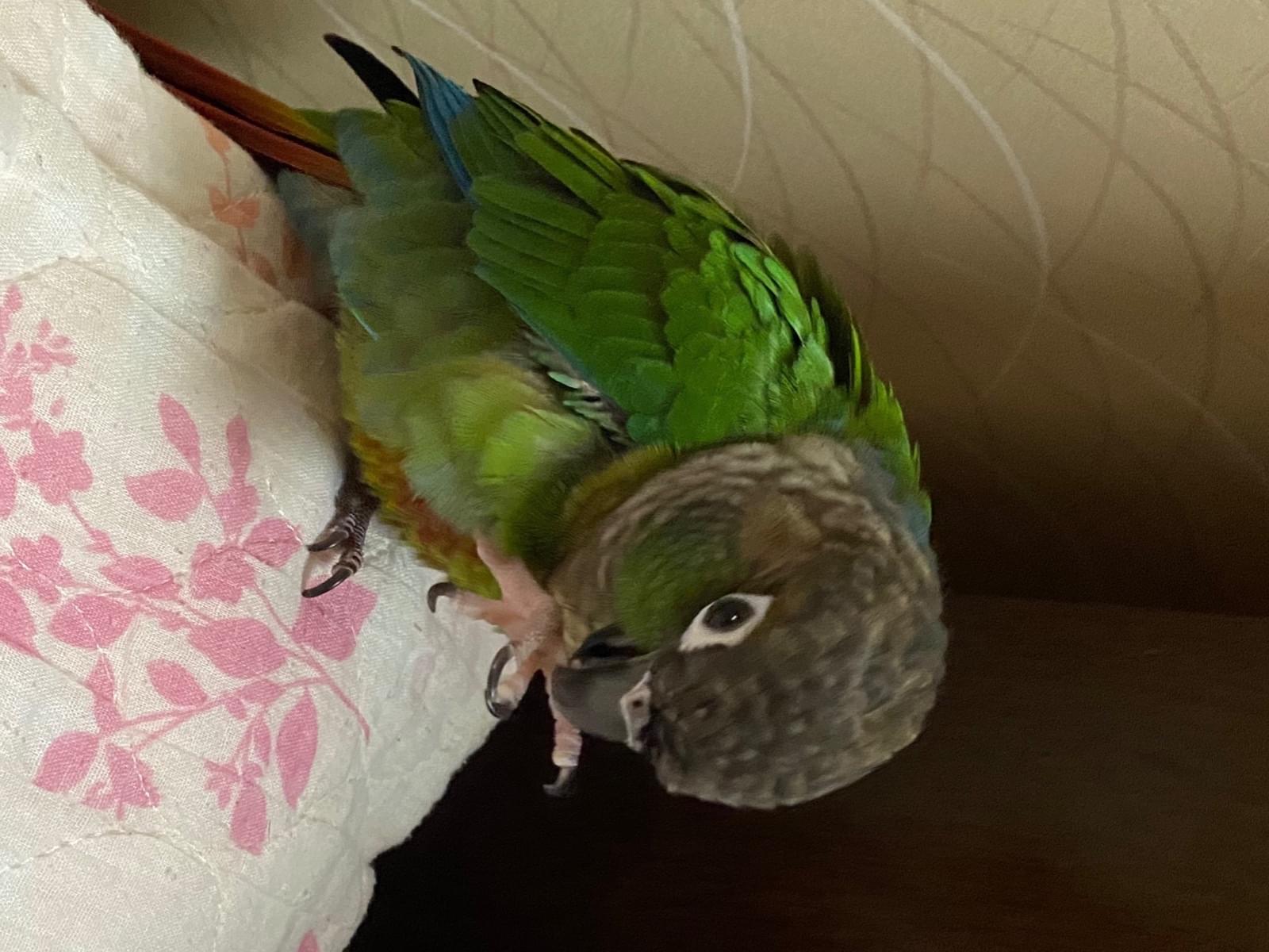 チビちゃん チビちゃん