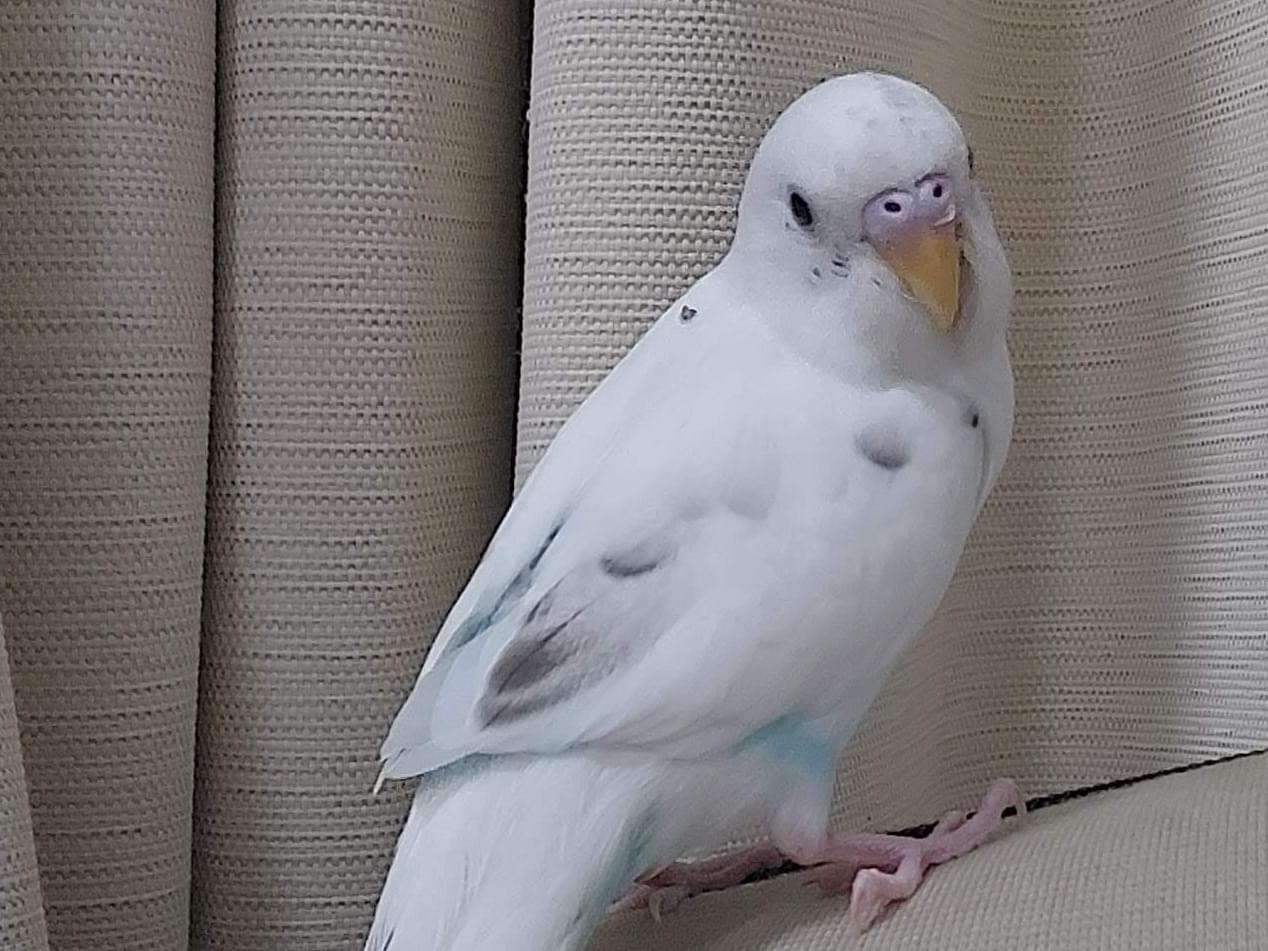 てんちゃん てんちゃん