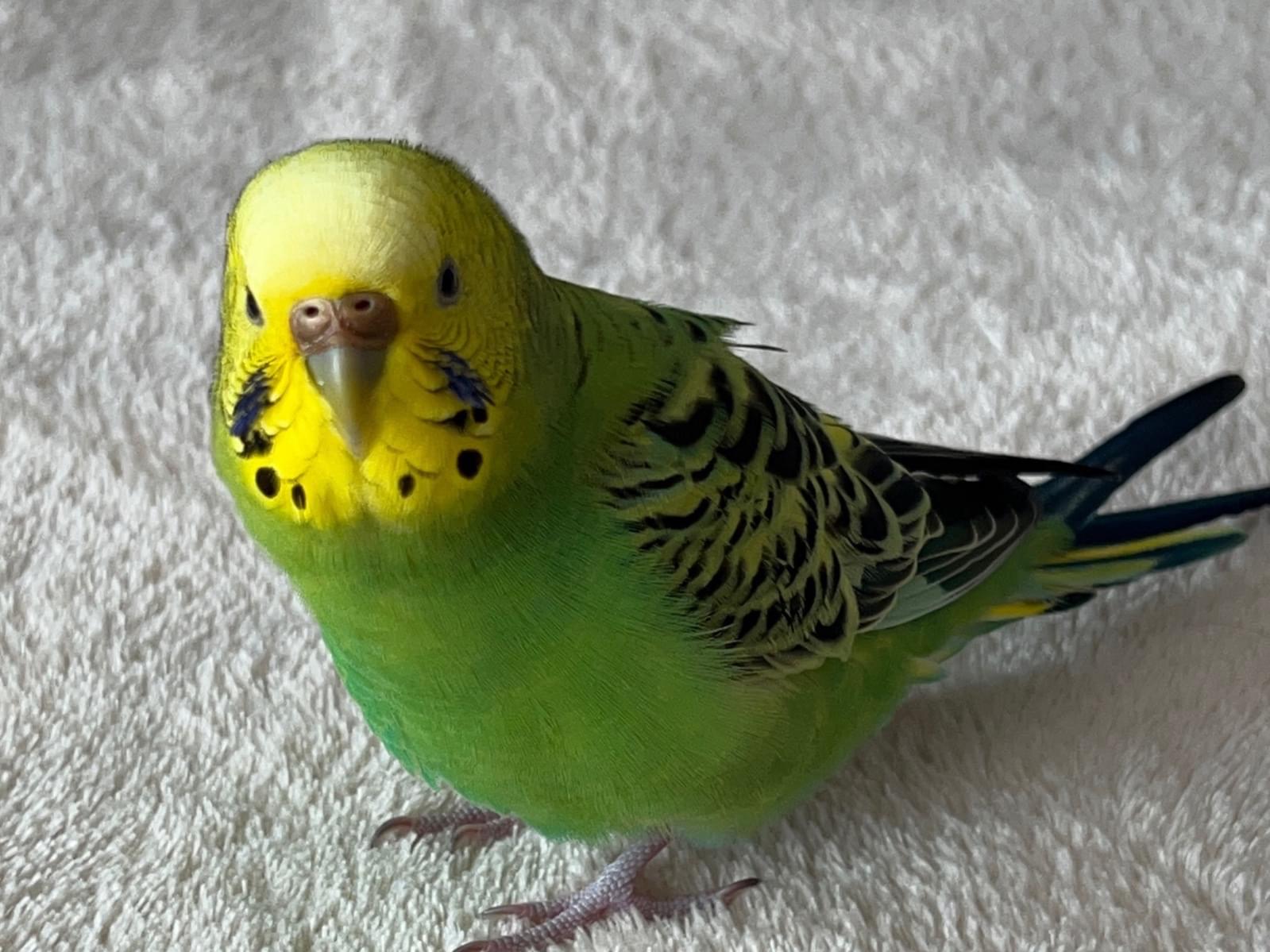 ハッピーちゃん ハッピーちゃん