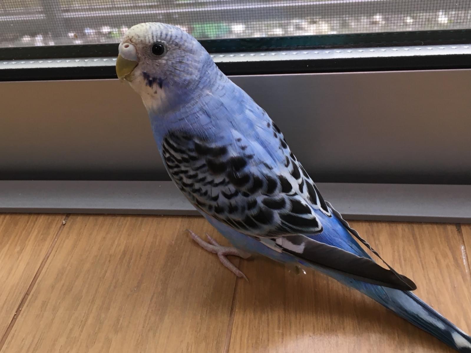 セキセイインコが行方不明になりました。