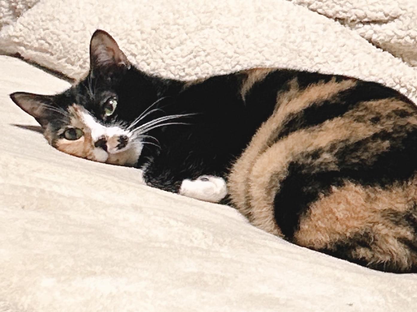 まろんちゃん まろんちゃん