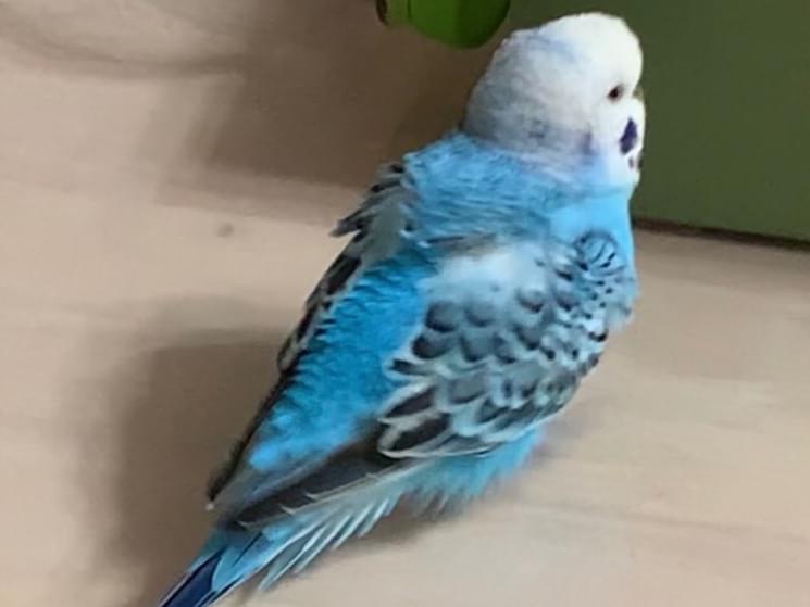 ゴマちゃん ゴマちゃん