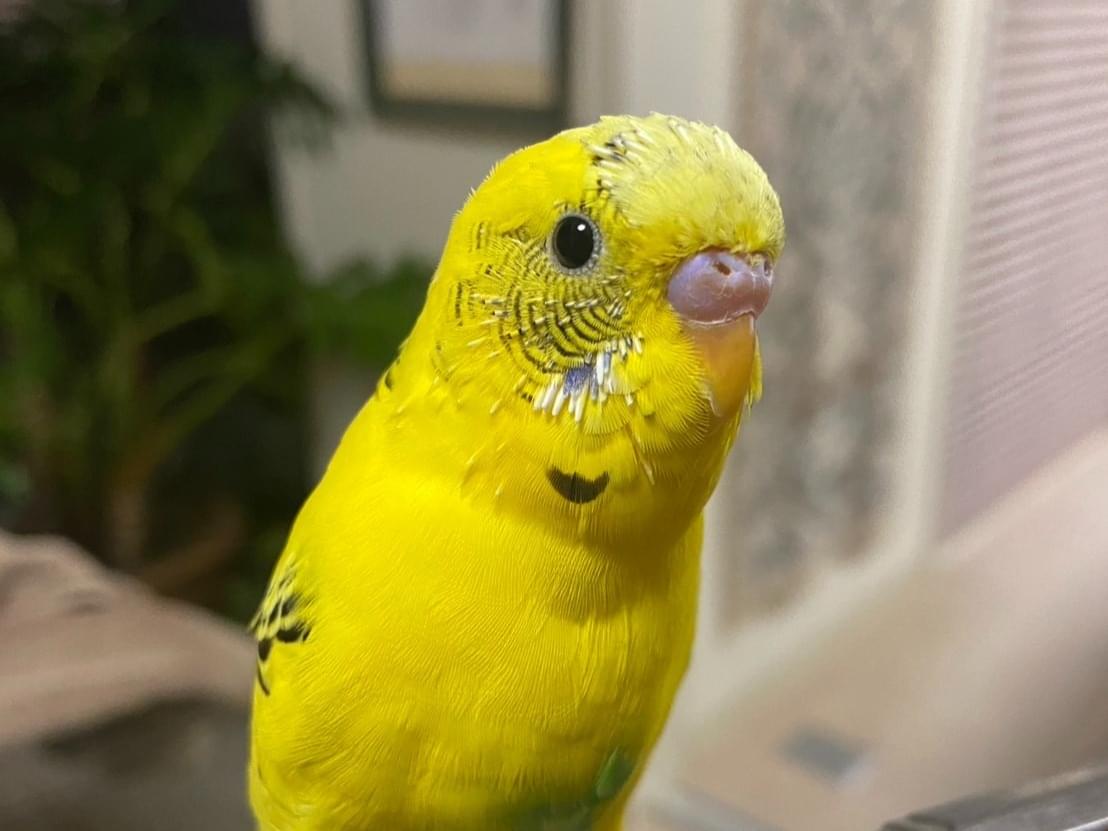ピーちゃん ピーちゃん