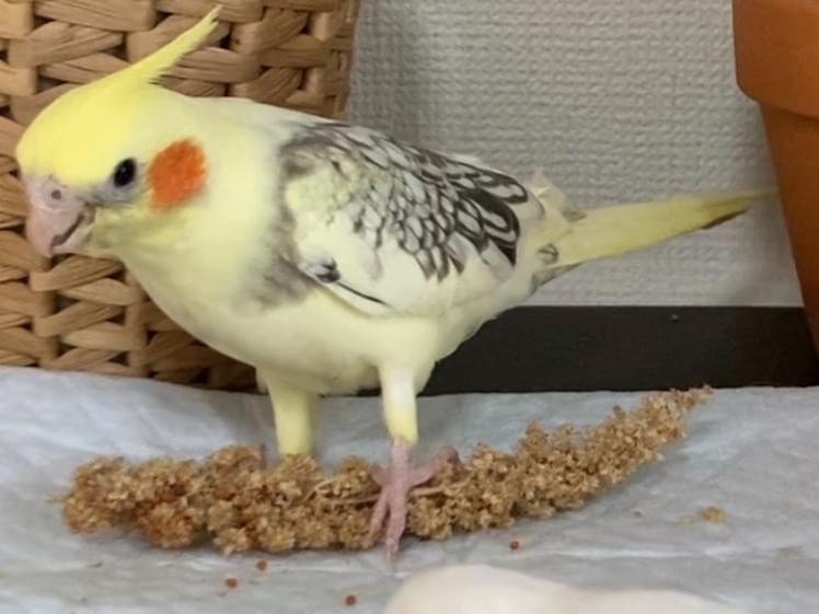すももちゃん すももちゃん