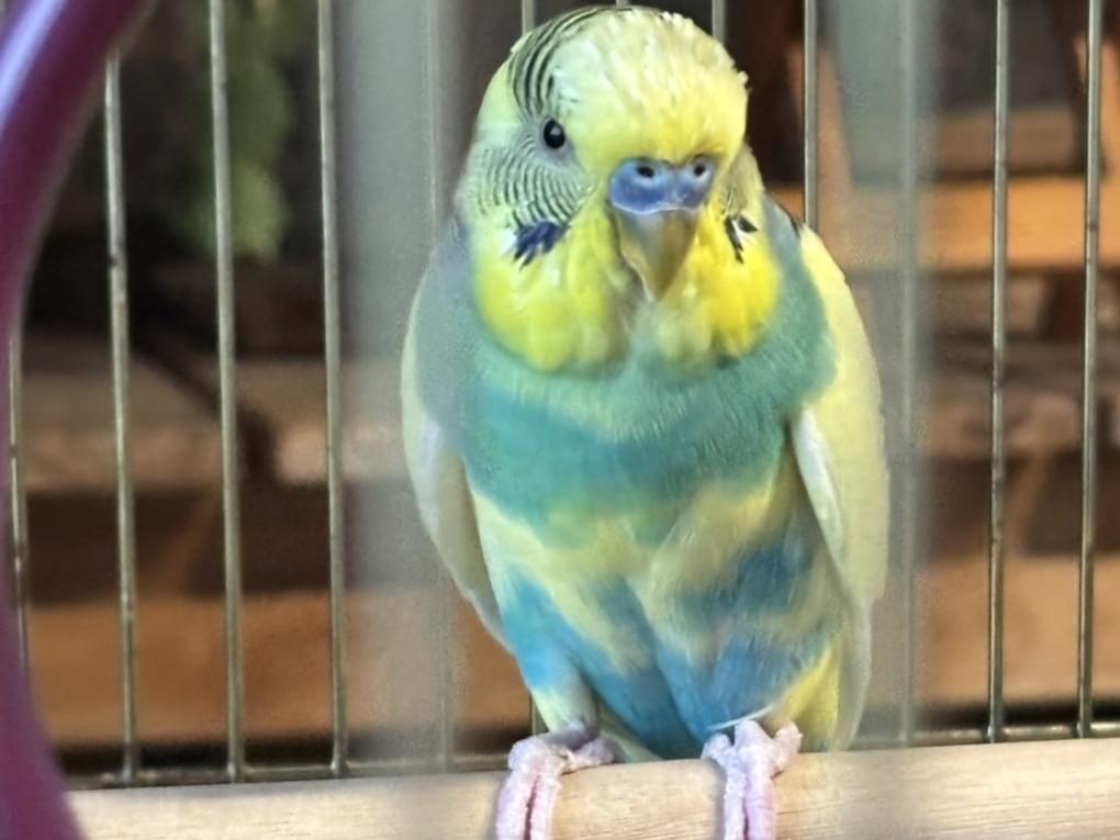 ぴーちゃん ぴーちゃん