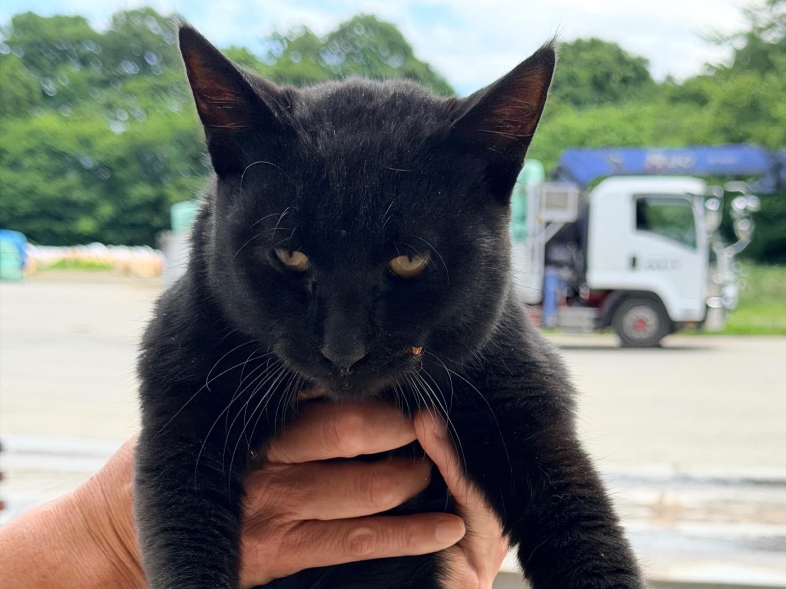 保護された猫