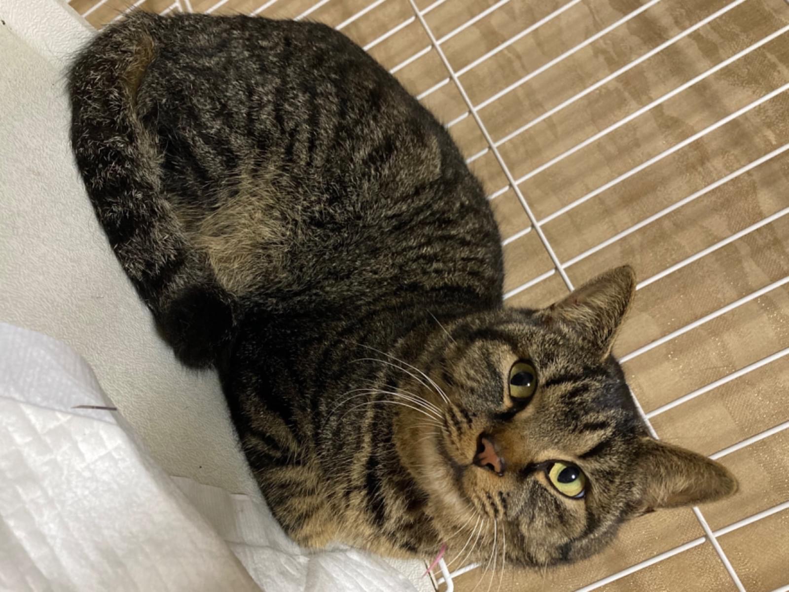 保護された猫 保護された猫