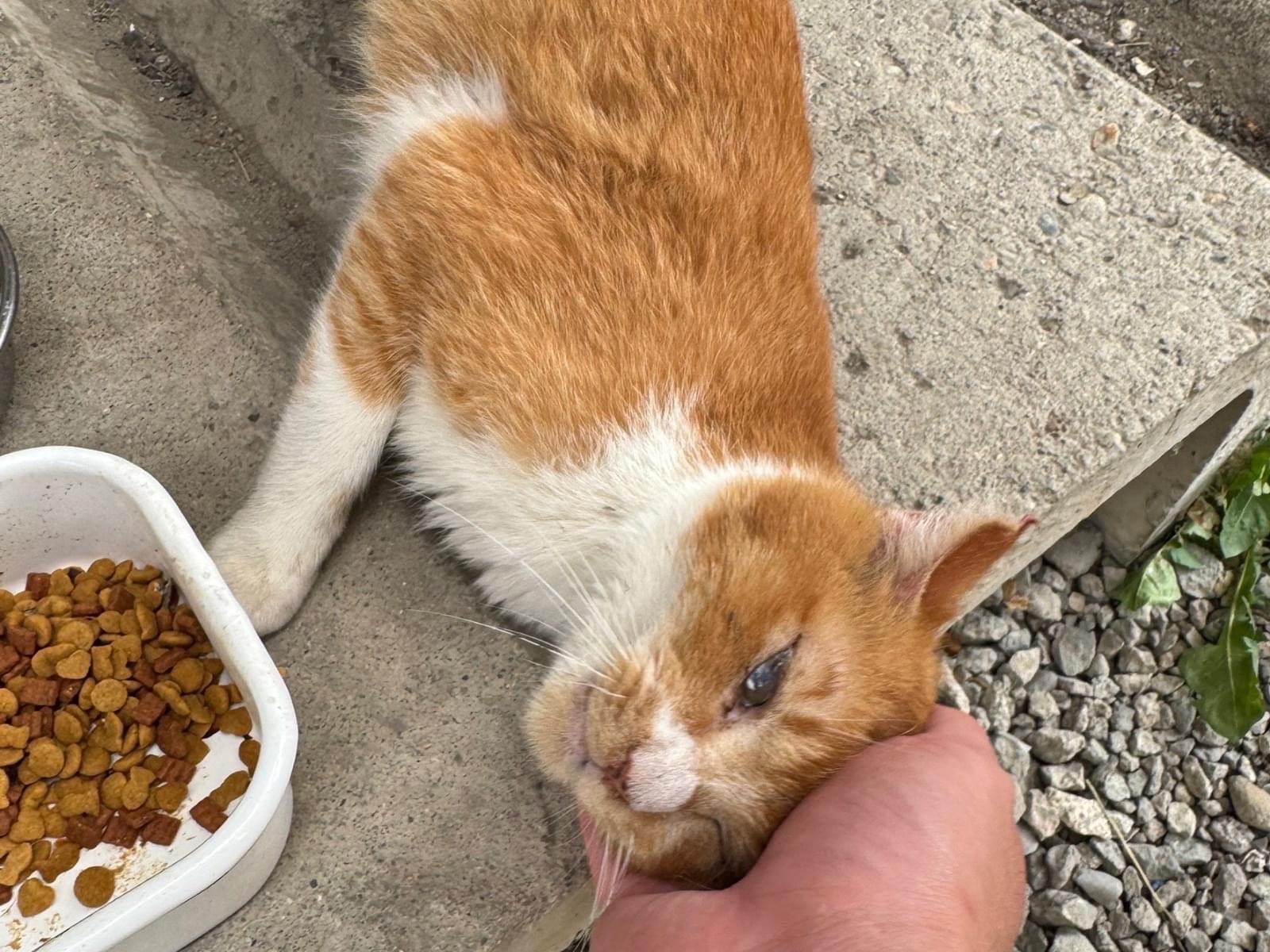 目撃された猫 目撃された猫