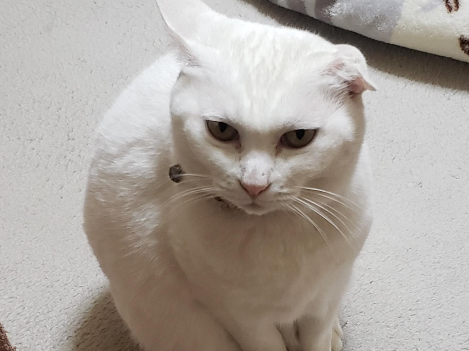 ふわちゃん ふわちゃん