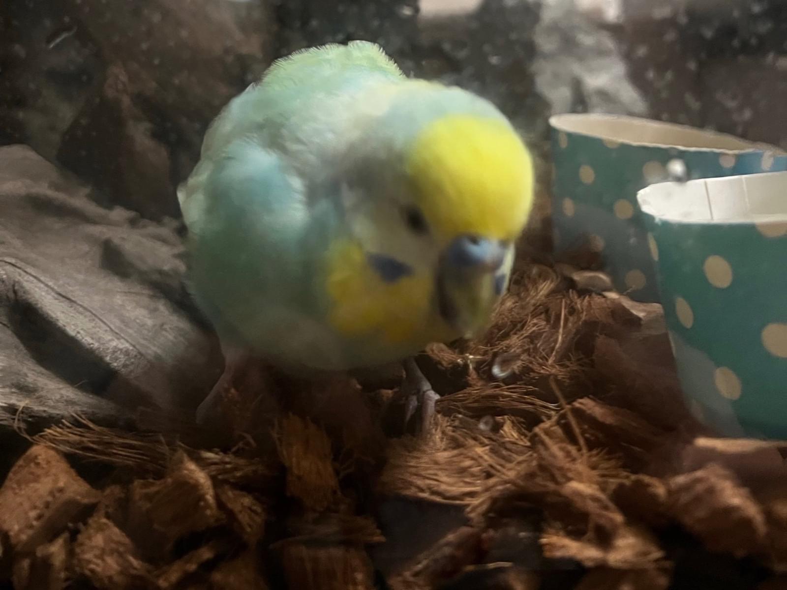 保護された鳥 保護された鳥