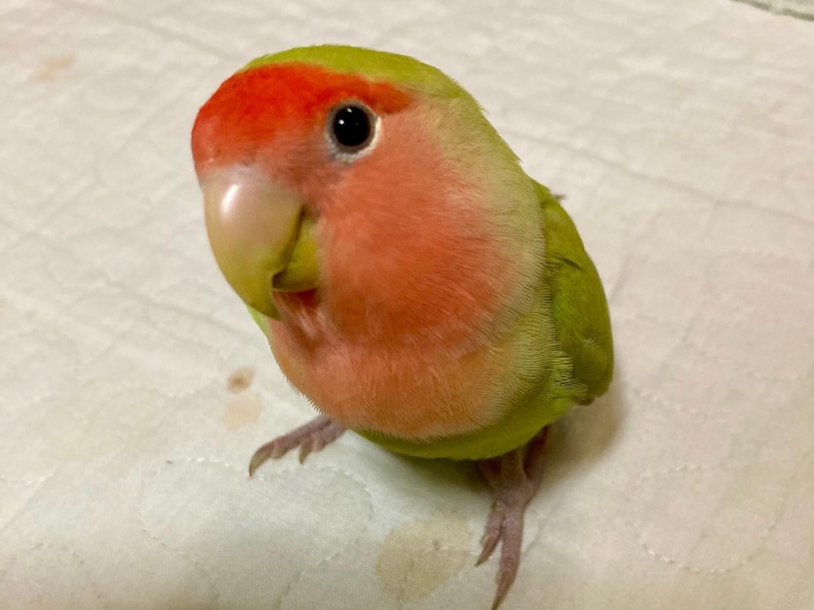 チャッピーちゃん チャッピーちゃん